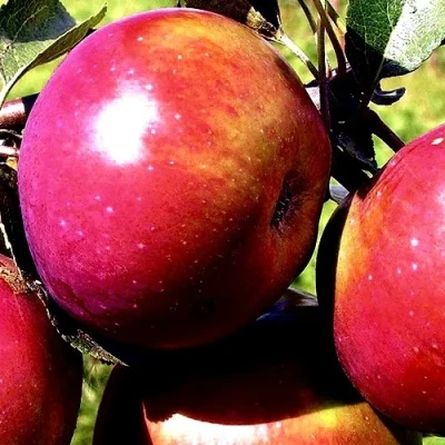 Яблоня ВЕСЯЛИНА в Химках