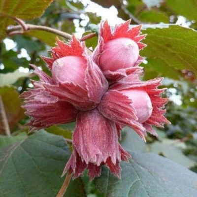 Фундук СКАРЛЕТТ в Химках