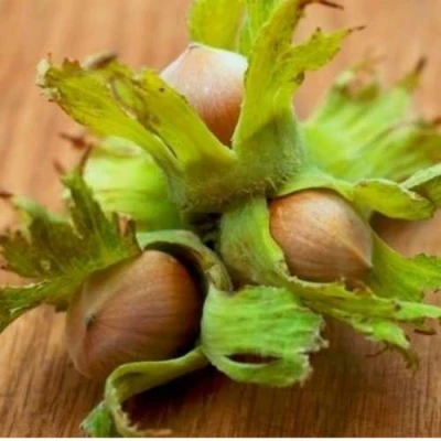 Фундук ГИГАНТ ТАМБОВСКИЙ в Химках