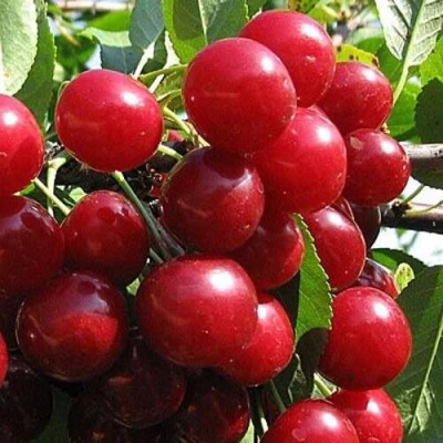 Вишня ГЛУБОКСКАЯ в Химках