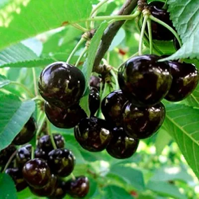 Черешня МУСКАТНАЯ в Химках