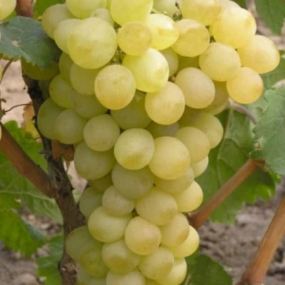 Виноград АВГУСТИН в Химках