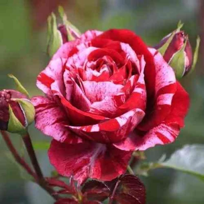 саженцы розы Дип Импрешн