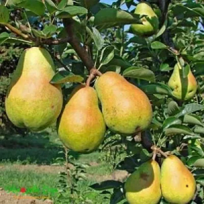 Груша ДОБРЯНКА в Химках