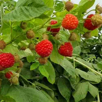 Малина КВЕЛЛИ в Химках