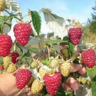 Малина ЖАР-ПТИЦА в Химках