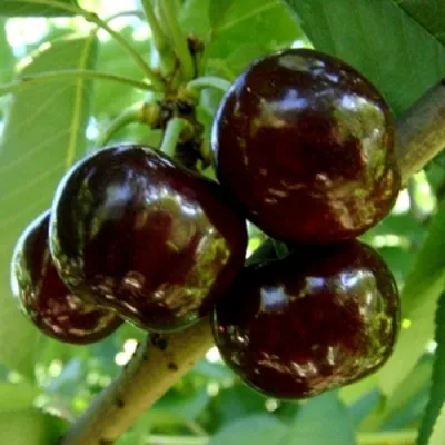 Черешня МУСКАТНАЯ в Химках