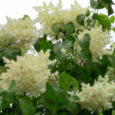 Сирень АМУРСКАЯ в Химках