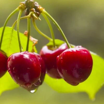 саженцы черешни Синявская