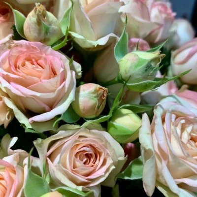 саженцы розы Азоре