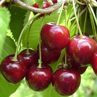 Вишня ХАРИТОНОВСКАЯ в Химках