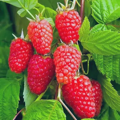 Малина МАРАСТАР в Химках