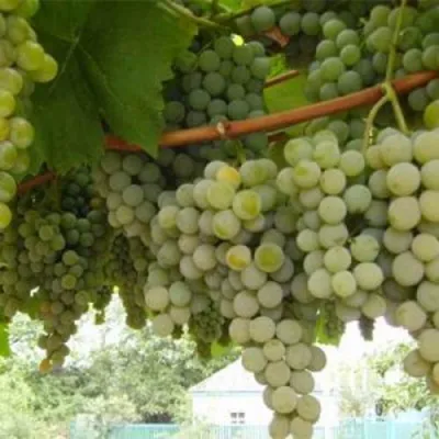 Виноград АНАНАСНЫЙ РАННИЙ в Химках