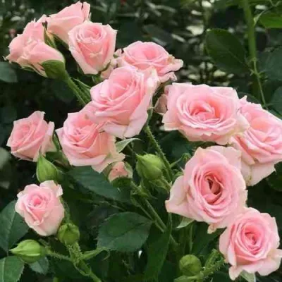 Роза КЛАССИК ЛИДИЯ спрей в Химках