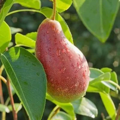 Груша ЯКОВЛЕВСКАЯ в Химках