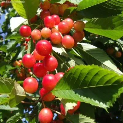 Черешня БРЯНСКАЯ РОЗОВАЯ в Химках