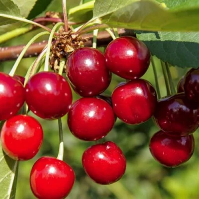 Вишня ЛЮБСКАЯ в Химках