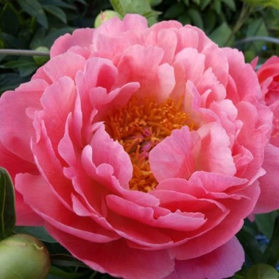 Пион КОРАЛ САНСЕТ травянистый в Химках