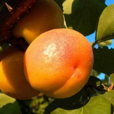 Абрикос СПАДЧЫНА в Химках