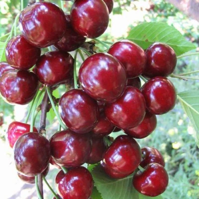 черешня Одринка