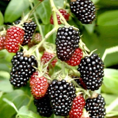 Ежемалина ДАРРОУ в Химках