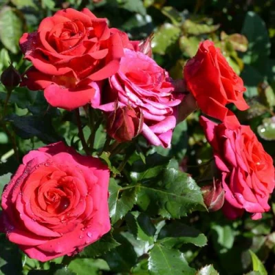 саженцы розы Мирабель