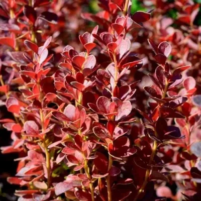 Барбарис ВУЛКАНО тунберга в Химках