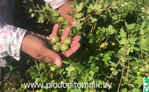 Превью видео