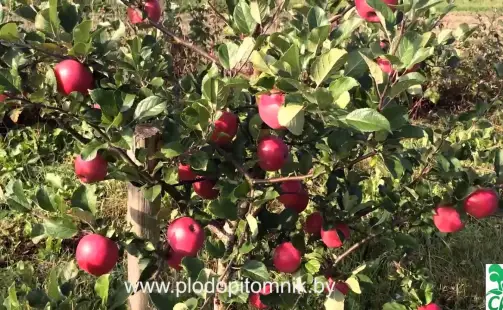 Превью видео