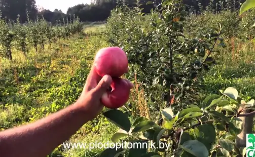 Превью видео