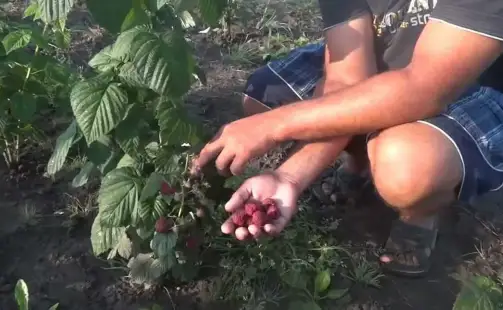 Превью видео