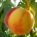 Персик ВЕТЕРАН в Химках