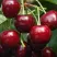 Черешня ГРОНКОВАЯ в Химках