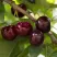 Вишня ЛАСУХА в Химках