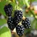 Ежевика БЛЭК САТИН бесшипная в Химках