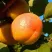 Абрикос СПАДЧЫНА в Химках