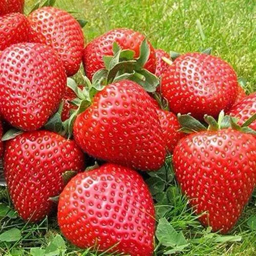 Клубника ЭЛИАНЕ  Клубника ЭЛИАНЕ в Химках