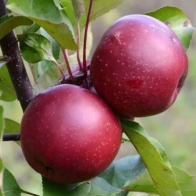 Красномясая в Химках