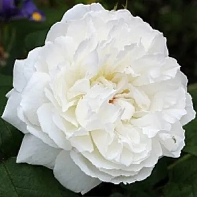 Саженцы роз ВИНЧЕСТЕР КАФЕДРАЛ английская  Саженцы роз ВИНЧЕСТЕР КАФЕДРАЛ английская в Химках