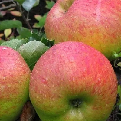 Яблоня ЯБЛОЧНЫЙ СПАС  Яблоня ЯБЛОЧНЫЙ СПАС в Химках