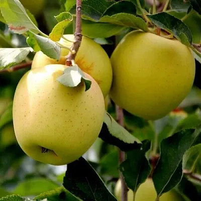 Яблоня ГОЛДЕН ВЛАДИМИРСКИЙ в Химках