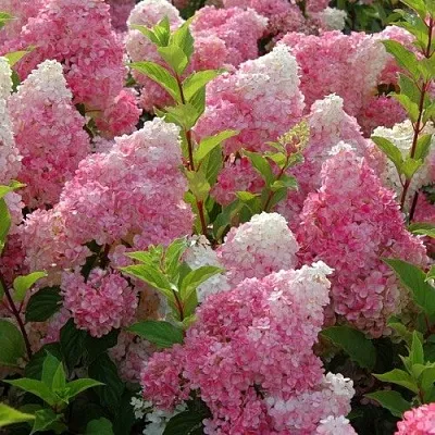 Гортензия МЕЛЬБА ФРАЙЗ метельчатая  Гортензия МЕЛЬБА ФРАЙЗ метельчатая в Химках