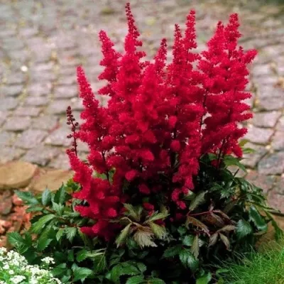 Астильба ГЛАТ Арендса — описание сорта Астильба ГЛАТ Арендса в Химках