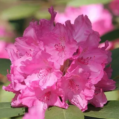 Рододендрон ЛУМИНА  Рододендрон ЛУМИНА в Химках