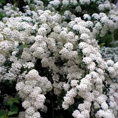 Спирея ВАНГУТТА  Спирея ВАНГУТТА в Химках