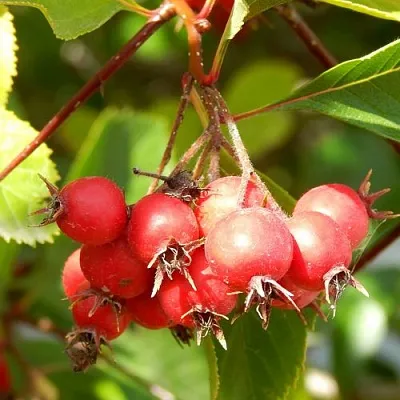 Боярышник ШАМИЛЬ в Химках