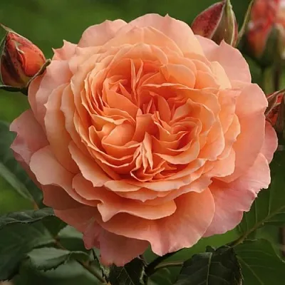 Саженцы роз БЕЛЬВЕДЕР шраб  Саженцы роз БЕЛЬВЕДЕР шраб в Химках