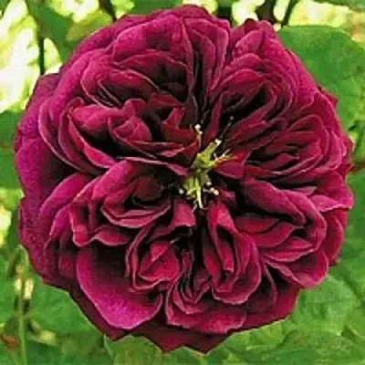 Саженцы роз ЗЕ ПРИНЦ английская  Саженцы роз ЗЕ ПРИНЦ английская в Химках