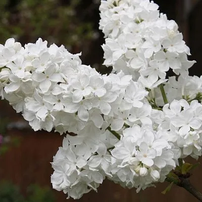 Сирень ФЛОРА  Сирень ФЛОРА в Химках