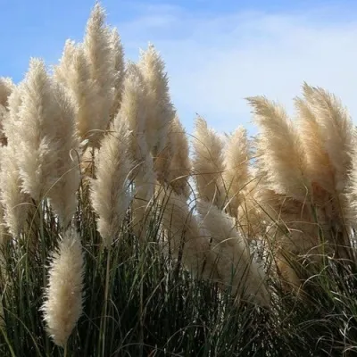 Кортадерия белая (пампасная трава) в Химках